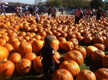 Looking through the sea of autumn pumpkins.