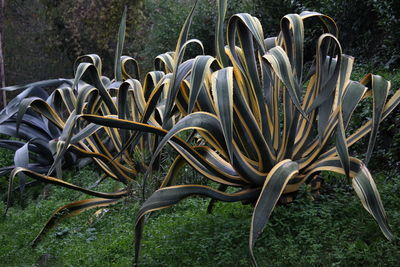 Close-up of succulent plant in field