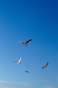 Low angle view of seagulls flying against clear blue sky