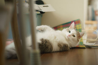 Cat lying on floor at home