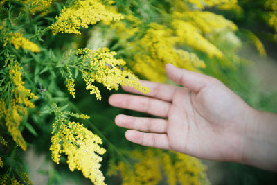 Close-up of hand holding yellow flowers