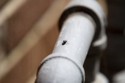 Close-up of ladybug on hand