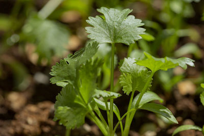 Close-up of fresh green plant