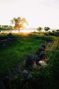 Scenic view of grassy field against sky during sunset