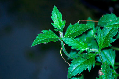 Close-up of wet plant leaves