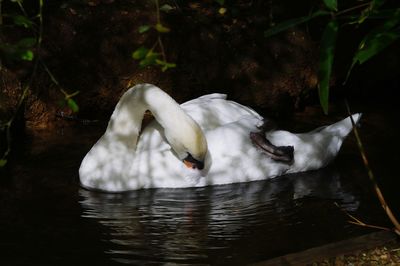 Swan floating on lake