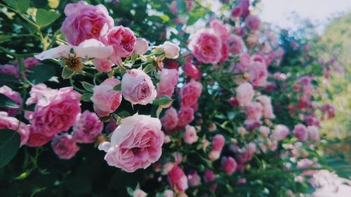 Close-up of pink flowering plants