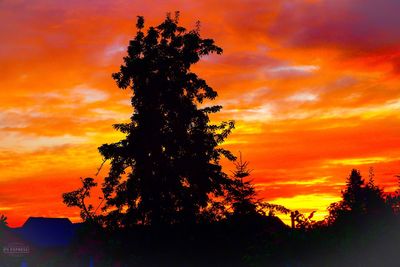 Silhouette tree against dramatic sky during sunset