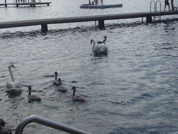 View of birds in water