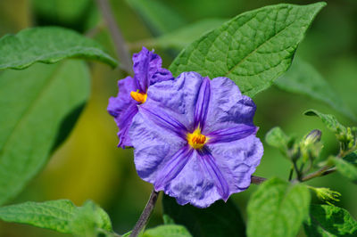 flowering plant