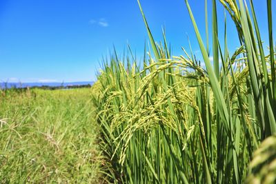 Close-up of crops growing on field against sky