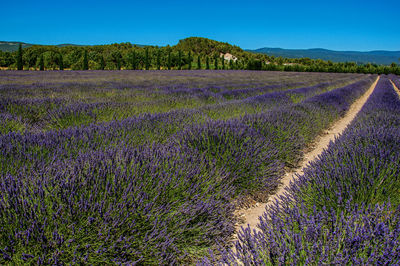 Field of lavender flowers near the village of gordes, in the french provence.