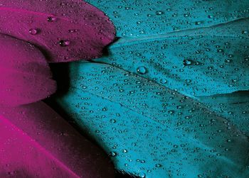 High angle view of raindrops on pink sea