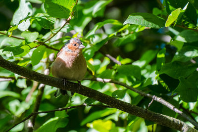 Close-up of bird perching on tree