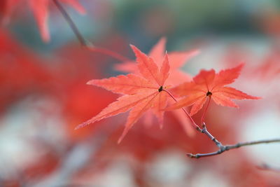 Close-up of red maple leaves on plant