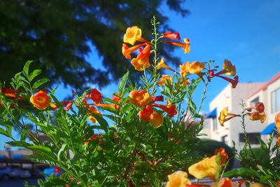 Low angle view of flowering plants against sky