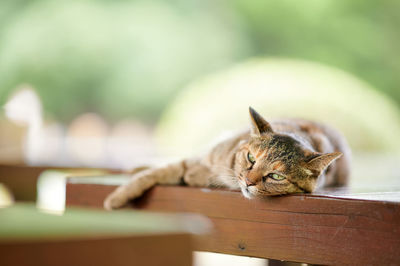 Cat lying down on wooden bench