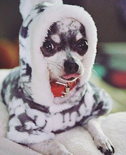 Close-up portrait of a dog