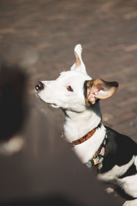 High angle portrait of dog looking away