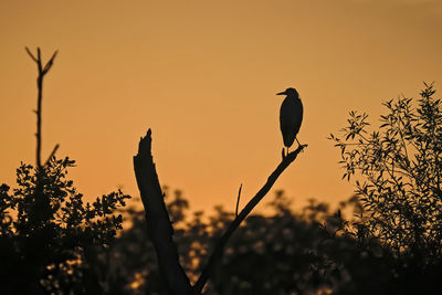 Silhouette bird perching on a tree