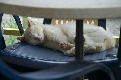 Close-up of cat sleeping