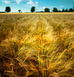 Wheat field against sky