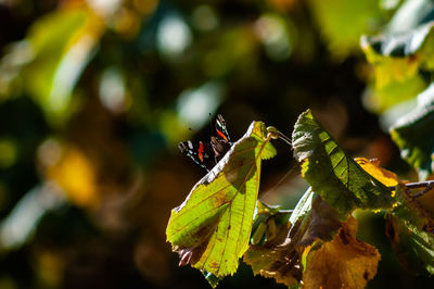 Close-up of insect on leaves