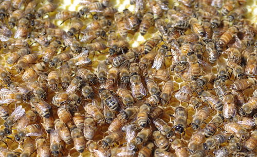 Full frame shot of bee on rock