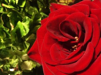 Close-up of red rose blooming outdoors