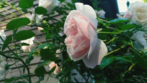 Close-up of pink rose