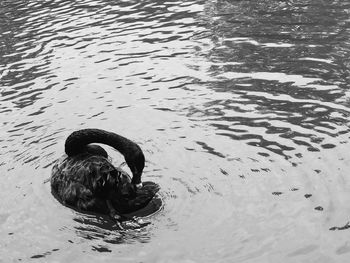 Swan swimming in lake