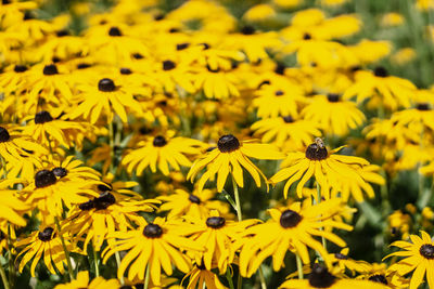Close-up of yellow flowering plants