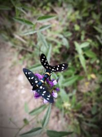 Close-up of butterfly pollinating on purple flower