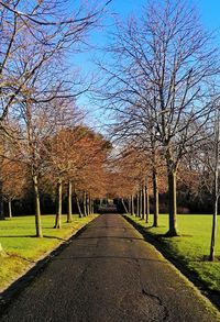 Empty road amidst trees in park