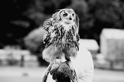 Close-up of hand holding owl