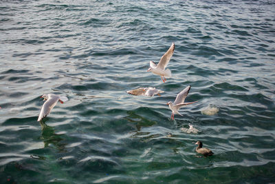 High angle view of seagulls swimming in sea