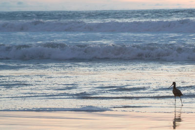 View of birds on beach