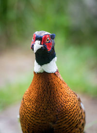 Close-up of bird perching outdoors