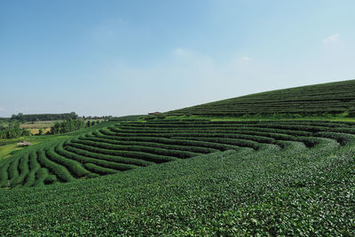 Scenic view of agricultural field against sky