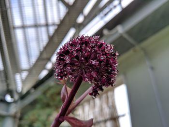 Close-up of pink flower