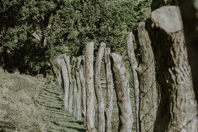 Close-up of tree trunk in forest