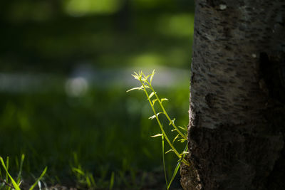 Close-up of tree trunk