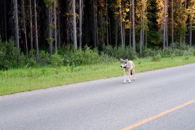 Horse on road in forest