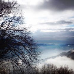 Bare trees against cloudy sky