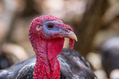 Close-up of bird