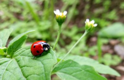 Close-up of ladybug on leaf