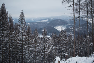 Aerial view of pine trees on snowcapped mountains against sky