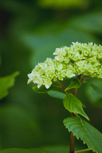 Close-up of flowers blooming outdoors