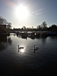 Swan swimming in lake against sky