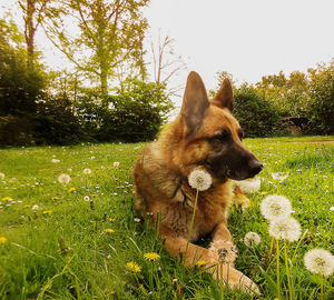 Close-up of dog on field